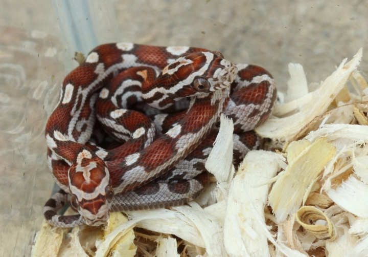 Miami Corn Snakes